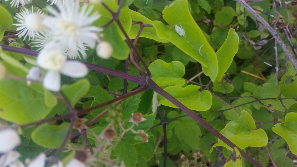 Clematis sp. (Ranunculaceae)